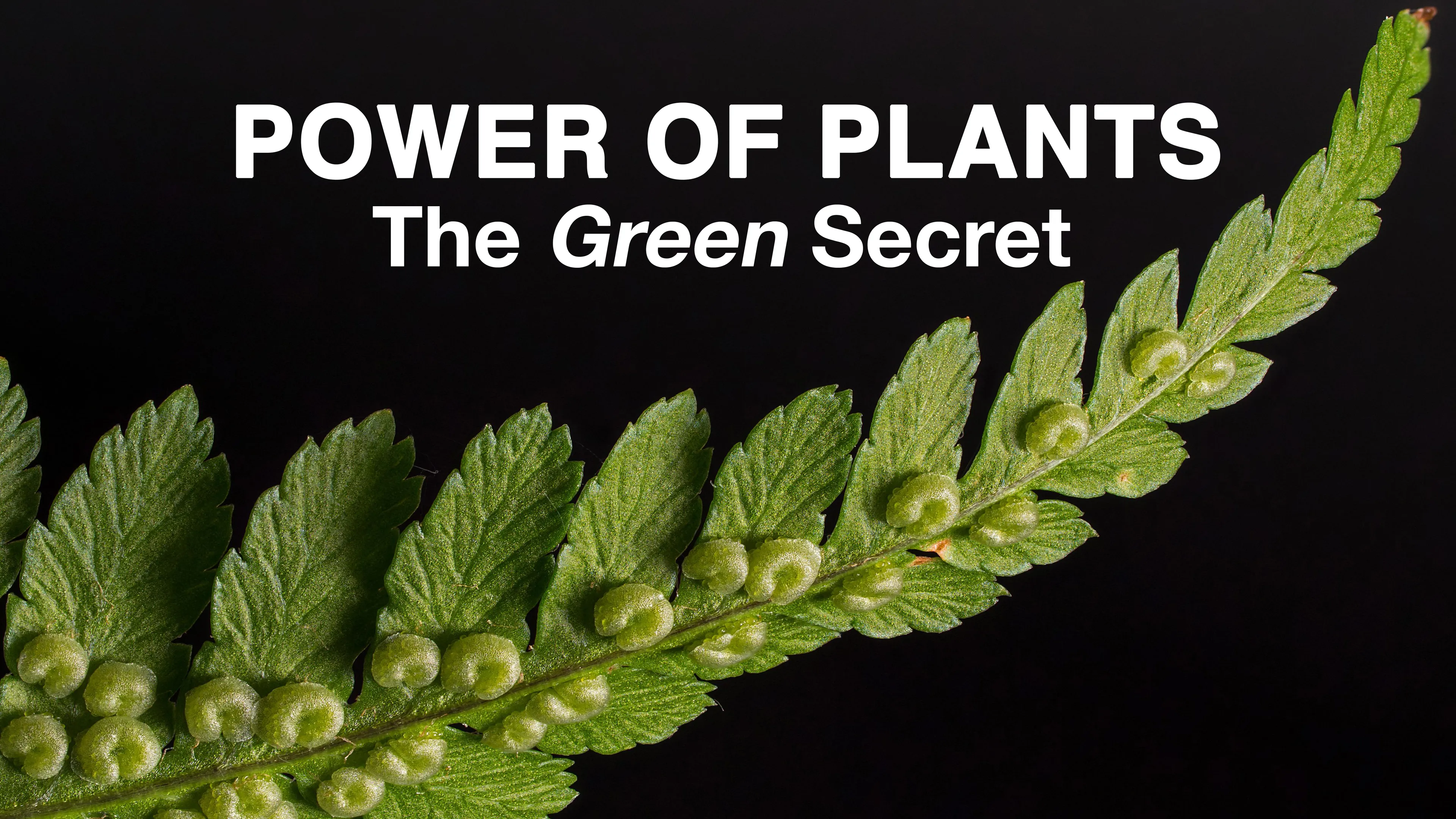 Power of Plants: The Green Secret poster